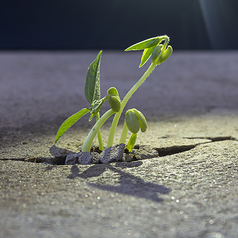 Plant growing through a crack in the NYC sidewalk - Trauma therapy Manhattan