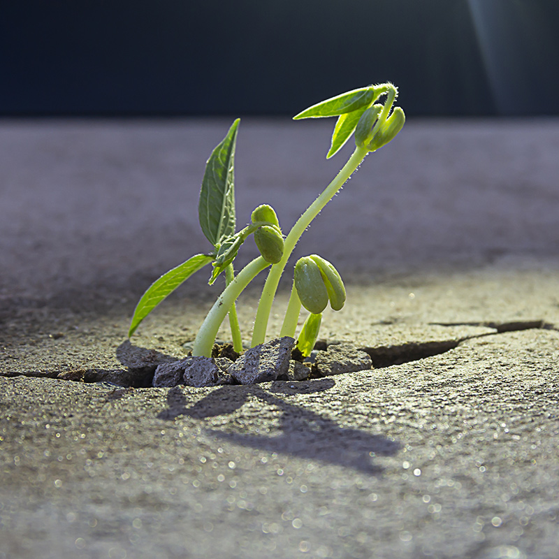 Plant growing through a crack in the NYC sidewalk - Trauma therapy Manhattan